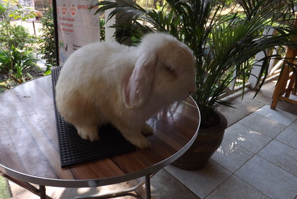 うさぎ